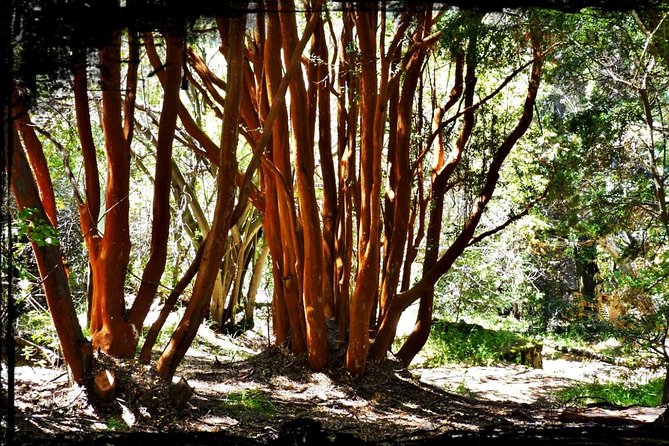 10 Secrets of Bariloche, Nahuel Huapi, and Patagonia - A 90-Minute Bariloche Walking Tour That Actually Gets You Oriented