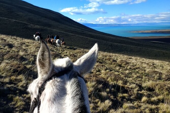 Adventure Horseback Riding on Cerro Frias - Descending through a lenga forest, and why the time slot changes everything