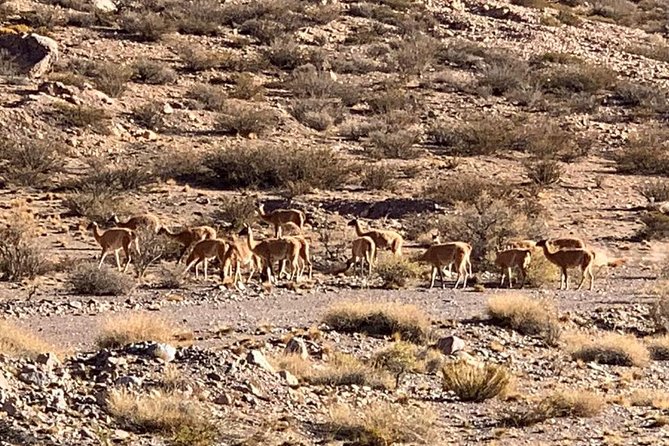 Andes Mountain Tour Circuit Mt Aconcagua - From Mendoza to Aconcagua Park: the road trip that does the heavy lifting