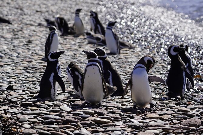 Animal watching in Punta Tombo and Isla Escondida - Price and what’s actually included for $120 per person