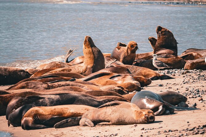 Animal watching in Punta Tombo and Isla Escondida - Isla Escondida: elephant seals on a virgin beach and why distance matters