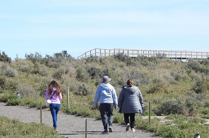 Animal watching in Punta Tombo and Isla Escondida - Guides, punctuality, and how the experience feels in the real world