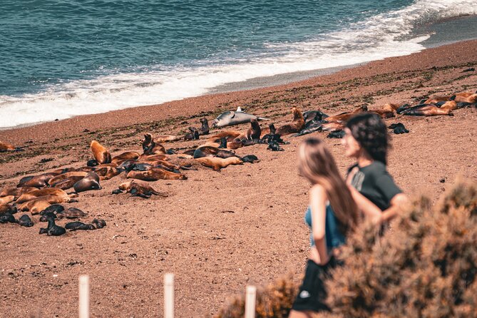 Animal watching in Punta Tombo and Isla Escondida - Should you book Punta Tombo and Isla Escondida from Puerto Madryn?