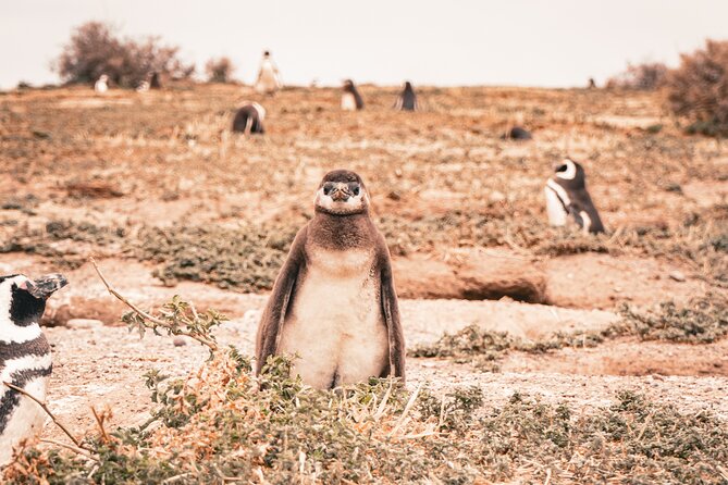 Animal watching in Punta Tombo and Isla Escondida - Punta Tombo: the 1,500-meter penguin walk and the two sea-view miradores