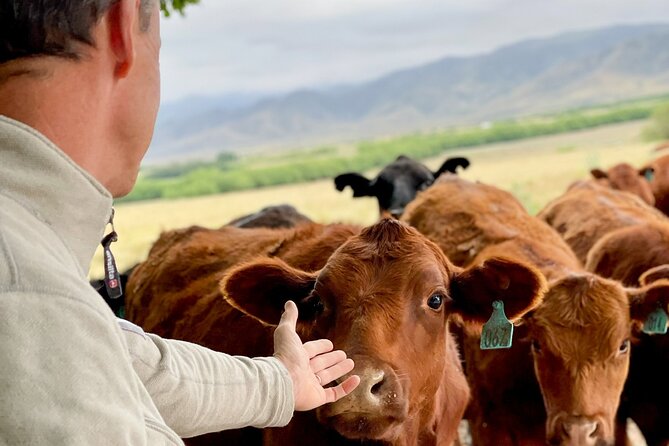 Authentic Country Day - Back at the Ranch: Gentle Return and a Classic Argentine Asado Lunch
