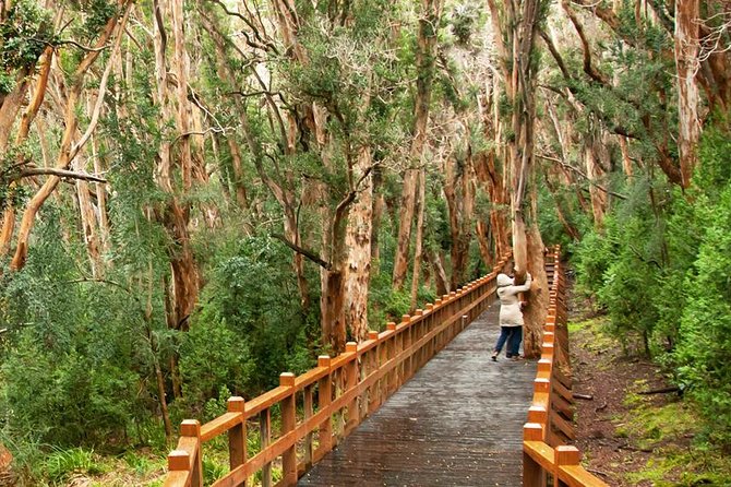 Bariloche 3 tours Classic package The most requested tours in 1 booking - Day 2 Puerto Pañuelo, Bosque de Arrayanes, and Victoria Island from the water