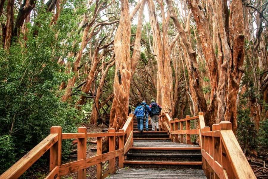 Bariloche: Arrayanes Forest and Victoria Island Tour - Isla Victoria at Anchorena Port: Trails, Historic Buildings, and Beaches