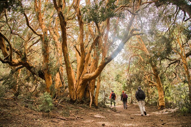 Bariloche: Boat Trip to Victoria Island and the Arrayanes Forest - Isla Victoria Time at Puerto Anchorena: Beaches and Viewpoints