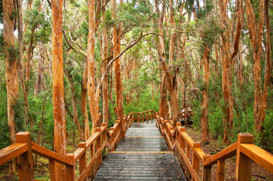 Bariloche: Victoria Island and Arrayanes Forest Navigation - Language setup: English audio plus Spanish and Portuguese live guidance