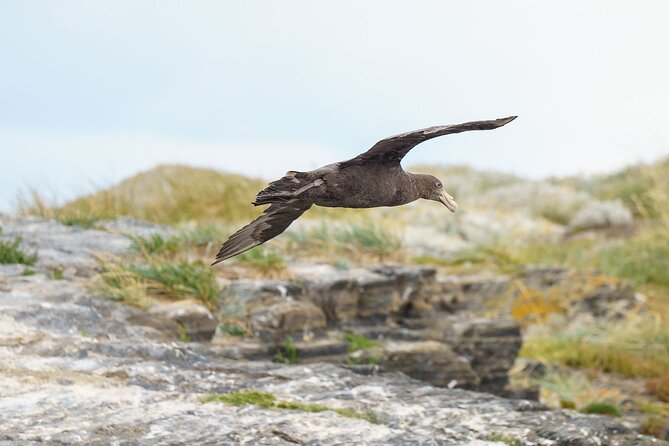 Beagle Canal Tour with Small Group Hiking - Stop 1, Isla de Los Pajaros: quick seabird watching with real species ID time
