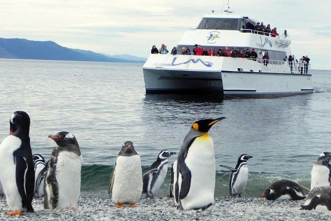 Beagle Channel Navigation Penguin Colony - How a Beagle Channel cruise from Ushuaia really plays out