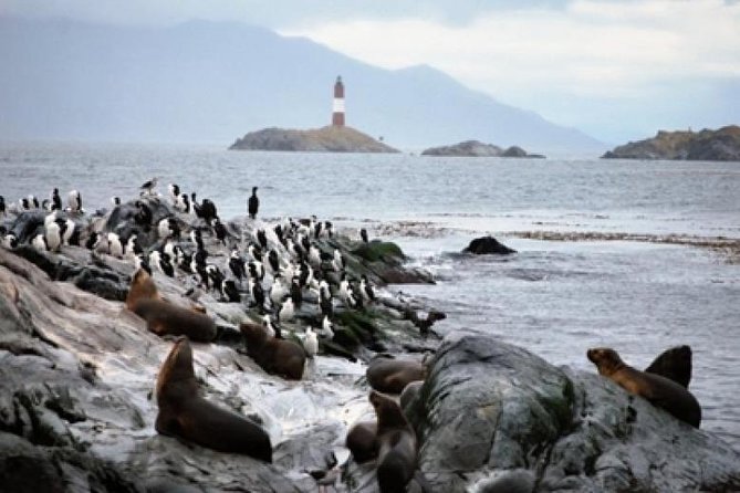 Beagle Channel Navigation Penguin Colony - Puerto Almanza to Puerto Williams: watching borders from the water