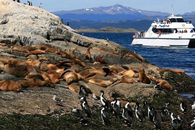 Beagle Channel Navigation - Sea Lions Island - Isla de Los Pajaros for royal and imperial cormorants