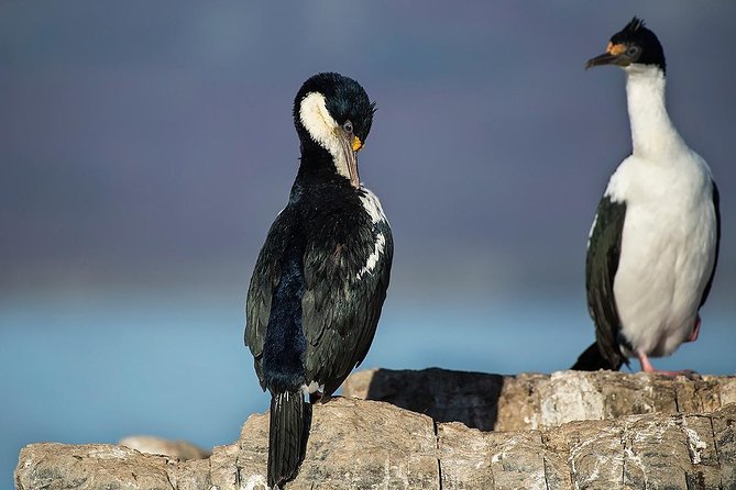 Beagle Channel Navigation with Minitrekking - What’s Included, What’s Not, and How to Prepare