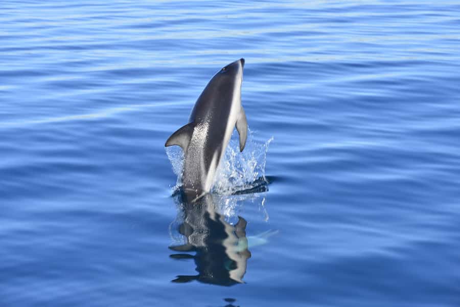 Best Tour to Peninsula Valdes - Key moments to know