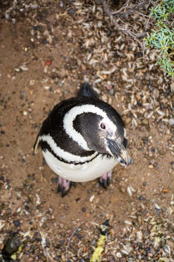 Best Tour to Peninsula Valdes - Peninsula Valdes wildlife, built for real viewing (not just passing by)
