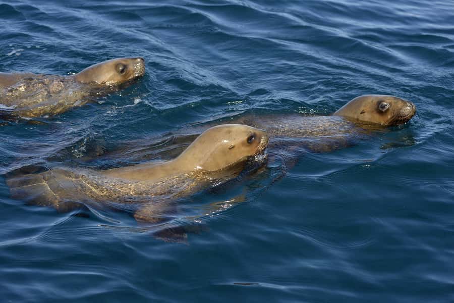 Best Tour to Peninsula Valdes - Getting from Puerto Madryn with minimal hassle and maximum comfort