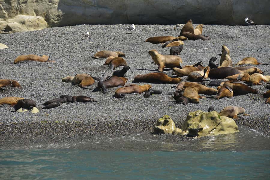 Best Tour to Peninsula Valdes - Punta Delgada and Lobería Punta Norte: where the shore becomes the show