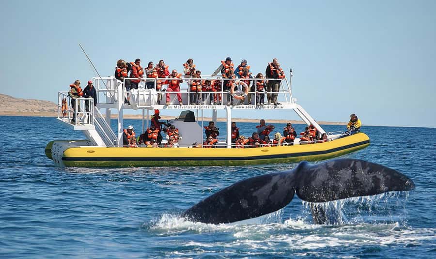 Best Tour to Peninsula Valdes - Boat time for Southern Right Whales, and what to expect seasonally