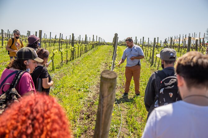 Bodega Gamboa Premium Wine Tasting with Lunch - Cellar Tasting, Wine and Cheese Pairing, and the Bottles You’ll Remember