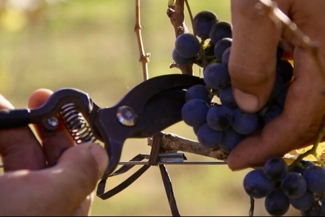 Bodega Gamboa Small-Group Wine Tasting Tour with Lunch - Price and value: is $169 worth a full day out of Buenos Aires?