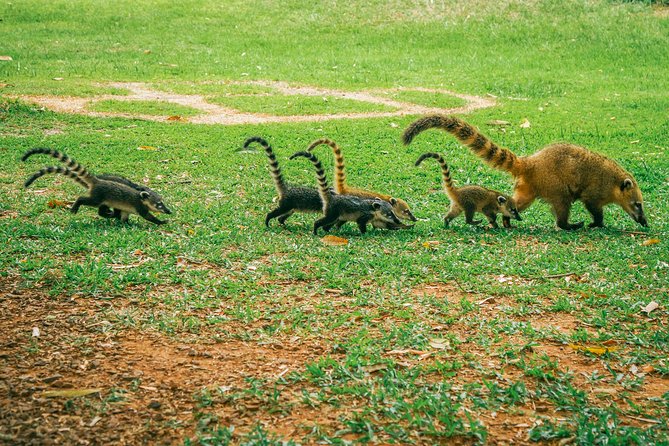 Brazilian Side of Iguazu Falls Tour from Puerto Iguazu - Brazilian Iguazu Falls from Puerto Iguazu: why this side is worth the crossing