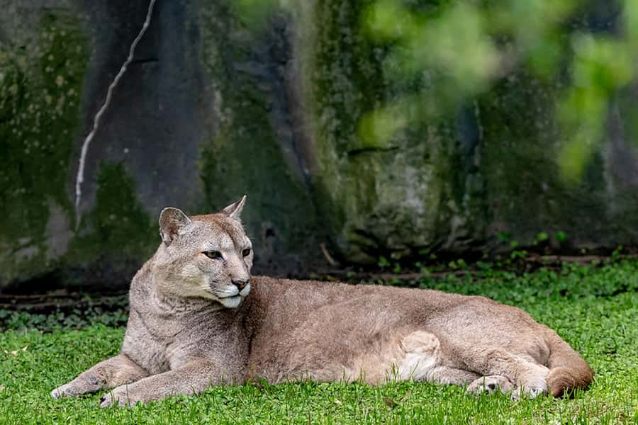 Buenos Aires: Bioparque Temaiken with Transfers - FAQ