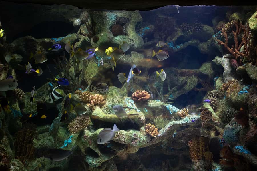 Buenos Aires: Bioparque Temaiken with Transfers - Aquarium Time and 360º Cinema, Including Close-Up Shark Panels