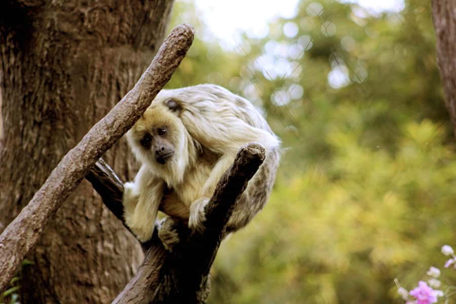 Buenos Aires: Bioparque Temaiken with Transfers - Price and Value for an 8-Hour Family Day