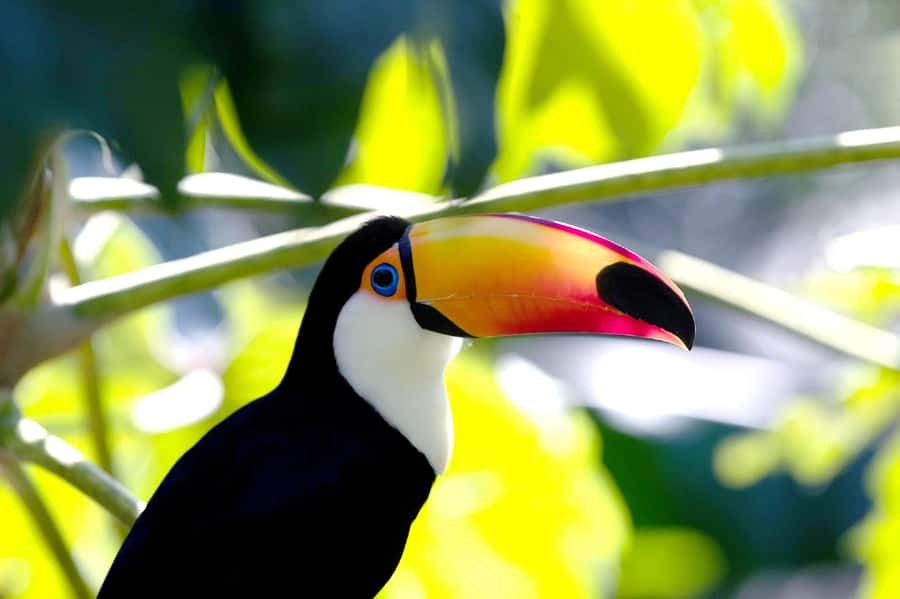 Buenos Aires: Bioparque Temaiken with Transfers - Should You Book This Transfers + Temaikén Biopark Tour?