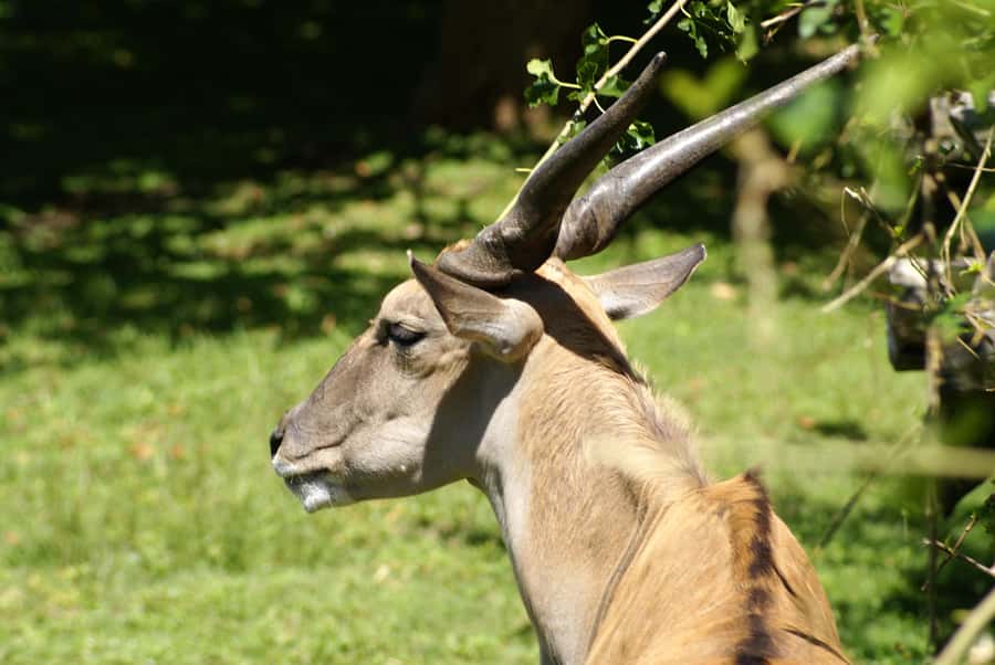 Buenos Aires: Bioparque Temaiken with Transfers - A 5-Hour Self-Guided Biopark Visit, Plus a Guide on the Way