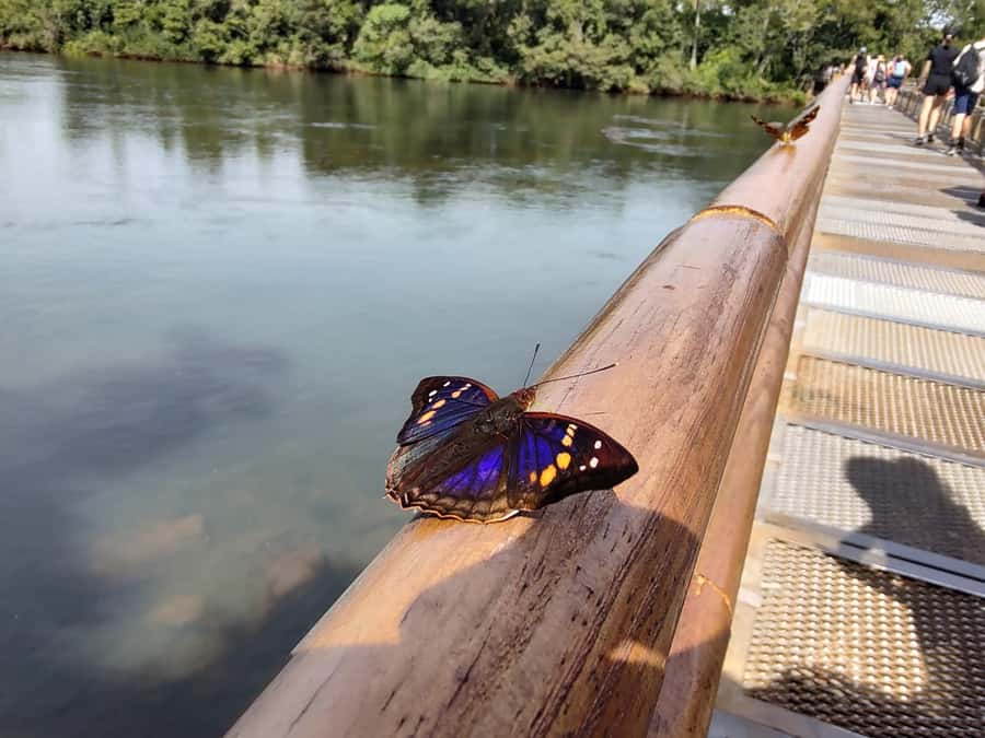 Buenos Aires: Iguazu Falls Private Tour with Flights - Key things that make this tour worth your time