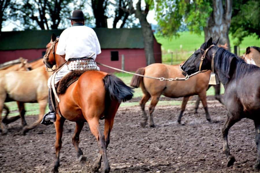 Buenos Aires: Santa Susana Ranch Day Tour, BBQ & Shows - Gaucho Skills Demonstrations: Watch, Then Feel What You’re Seeing