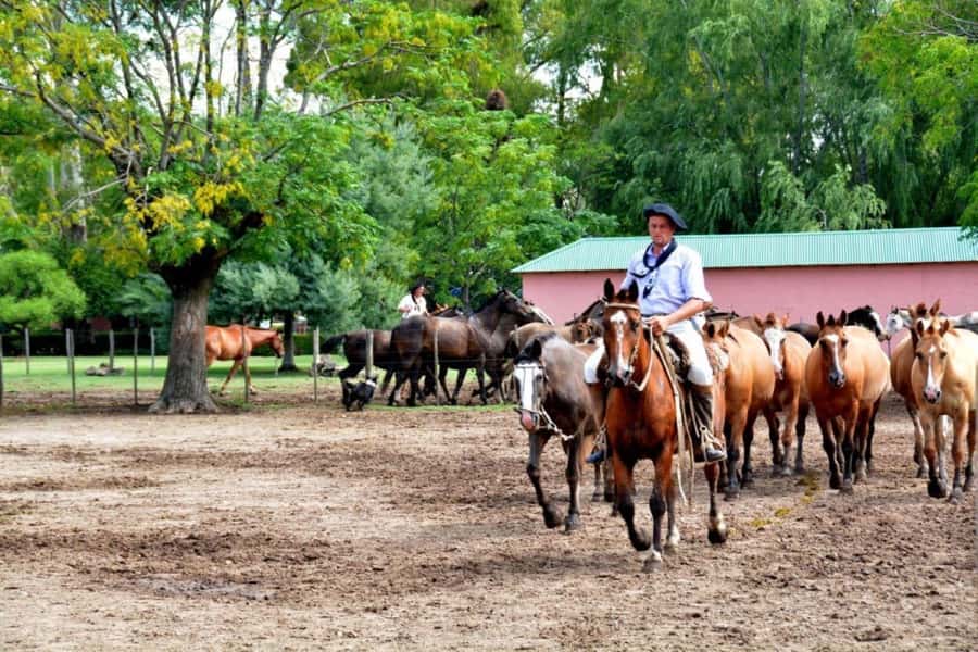 Buenos Aires: Santa Susana Ranch Day Tour, BBQ & Shows - One Thing to Watch Before You Book