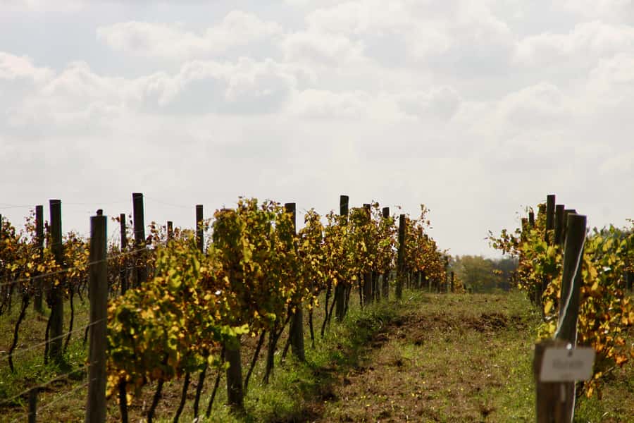 Buenos Aires: Wine Tasting and Lunch at Bodega Gamboa - Wines you can look forward to, plus the reality check on a newer winery