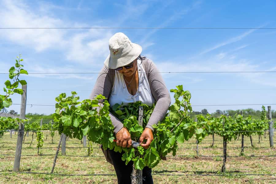 Buenos Aires: Wine Tasting & Lunch at Gamboa Vineyard - A few smart pointers before you go