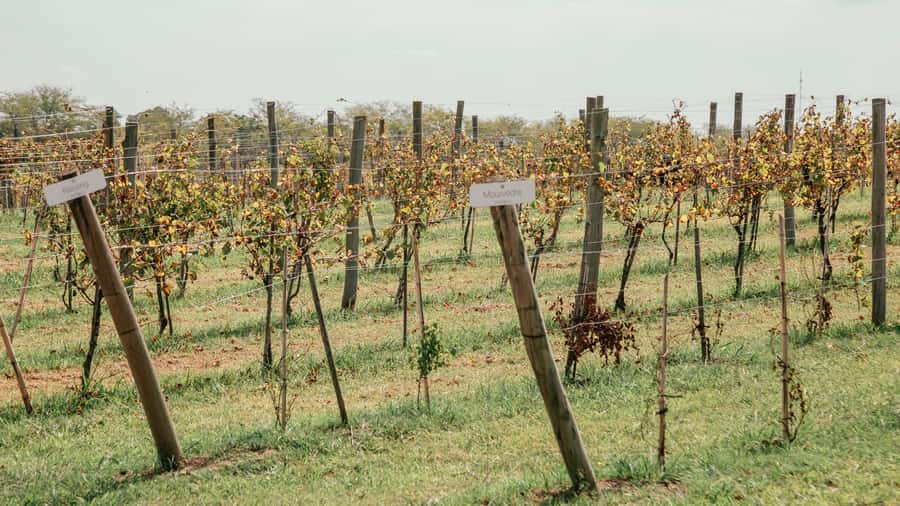 Buenos Aires: Wine Tasting & Lunch at Gamboa Vineyard - Should you book this Gamboa wine tasting and lunch?