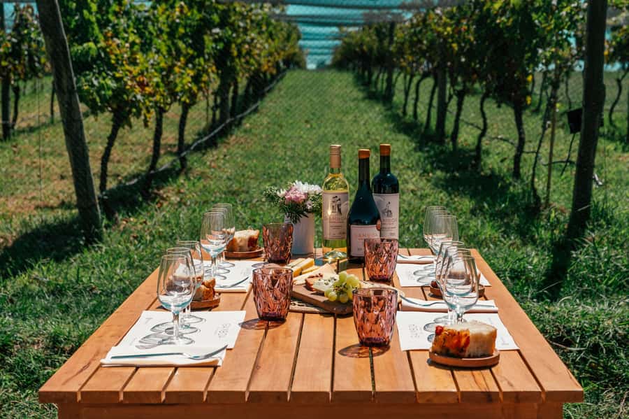 Buenos Aires: Wine Tasting & Lunch at Gamboa Vineyard - Welcome drink and the vineyard walk that sets the tone