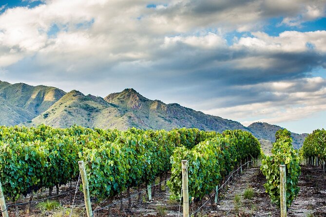 Cafayate Wine Trail Excursion: Explore Salta's Vineyards - Two Cafayate wineries and what a tasting day feels like