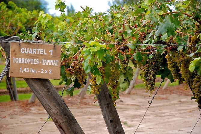 Cafayate Wine Trail Excursion: Explore Salta's Vineyards - Morning Ride Along Quebrada del Rio de las Conchas