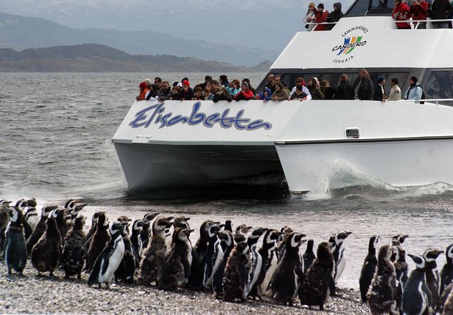 Canoero Catamarans: Isla de los Lobos, Les Eclaireurs Lighthouse and Pingüinera tour - Key highlights you should care about