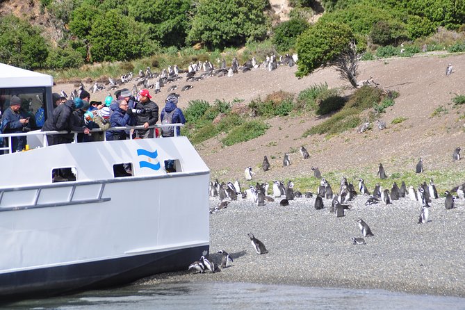 Canoero Catamarans: Isla de los Lobos, Les Eclaireurs Lighthouse and Pingüinera tour - Why this catamaran route is a strong half-day plan