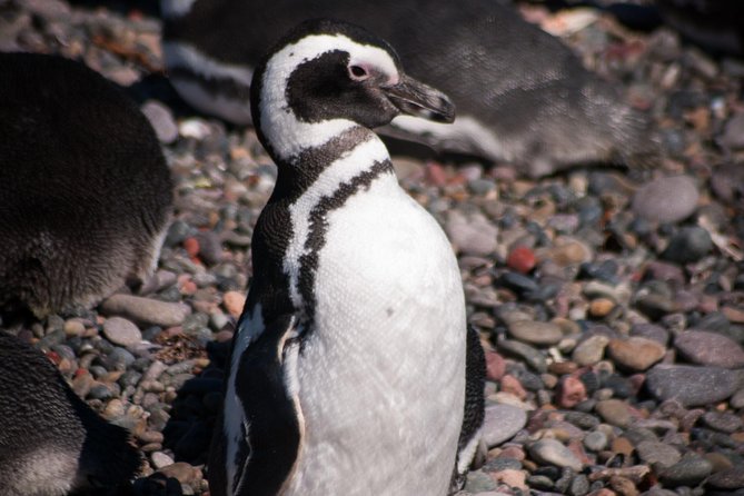 Canoero Catamarans: Isla de los Lobos, Les Eclaireurs Lighthouse and Pingüinera tour - Price, value, and what to bring since meals are not included