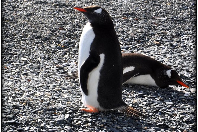 Canoero Catamarans: Isla de los Lobos, Les Eclaireurs Lighthouse and Pingüinera tour - Group size and the feel of the experience