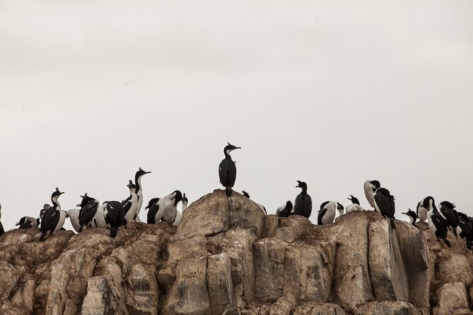 Catamaran Tour through the Beagle Channel and Penguins in Isla Martillo - Isla de Los Pajaros: birds first, and it is not just for bird nerds