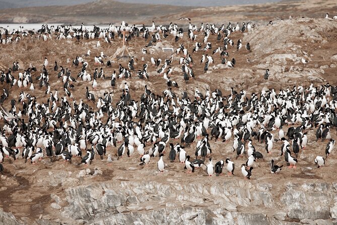 Catamaran Tour through the Beagle Channel and Penguins in Isla Martillo - Faro Les Eclaireurs: the lighthouse photo and the SS Monte Cervantes story