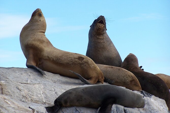 Catamaran Tour through the Beagle Channel in Ushuaia - Wildlife watching that stays fun, not stressful
