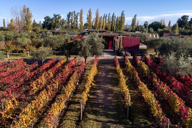 Chandon Winery + Enemigo Lunch (Michelin Guide). Transfer included - Practical tips that make the day smoother