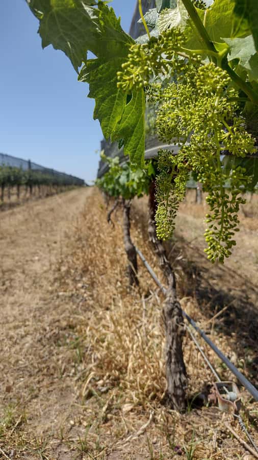 Córdoba: Wine Tour Privado a Colonia Caroya - Día completo - Key points to know before you go