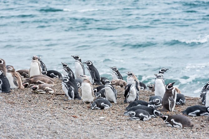 Cruise Shore Excursion Ea San Lorenzo Peninsula Valdes - Patagonia - Argentina - Key highlights from Peninsula Valdes to San Lorenzo penguins